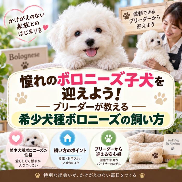 憧れのボロニーズ子犬を迎えよう！ブリーダーが教える希少犬種ボロニーズの飼い方