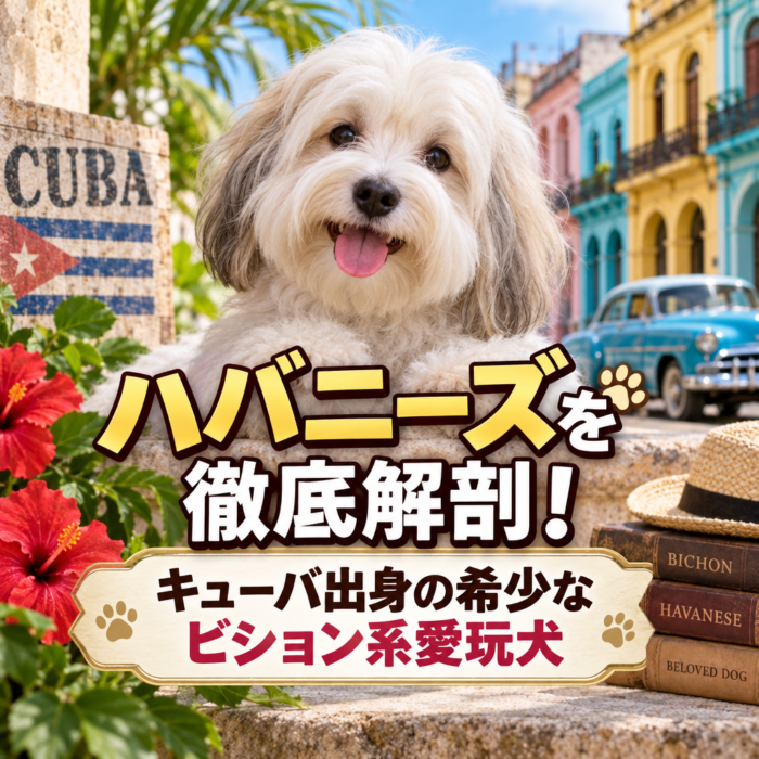 ハバニーズを徹底解剖！キューバ出身の希少なビション系愛玩犬